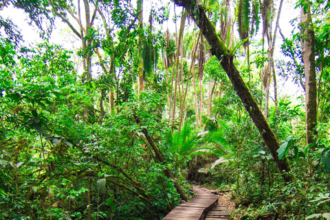 Parc national de Kibale : circuit de 2 jours à la découverte des chimpanzés