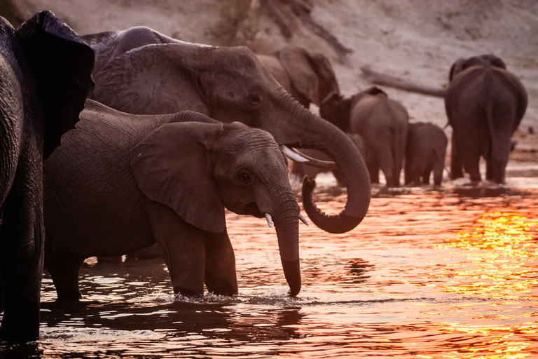 From Victoria Falls: 3 hour Chobe River Sunset Cruise