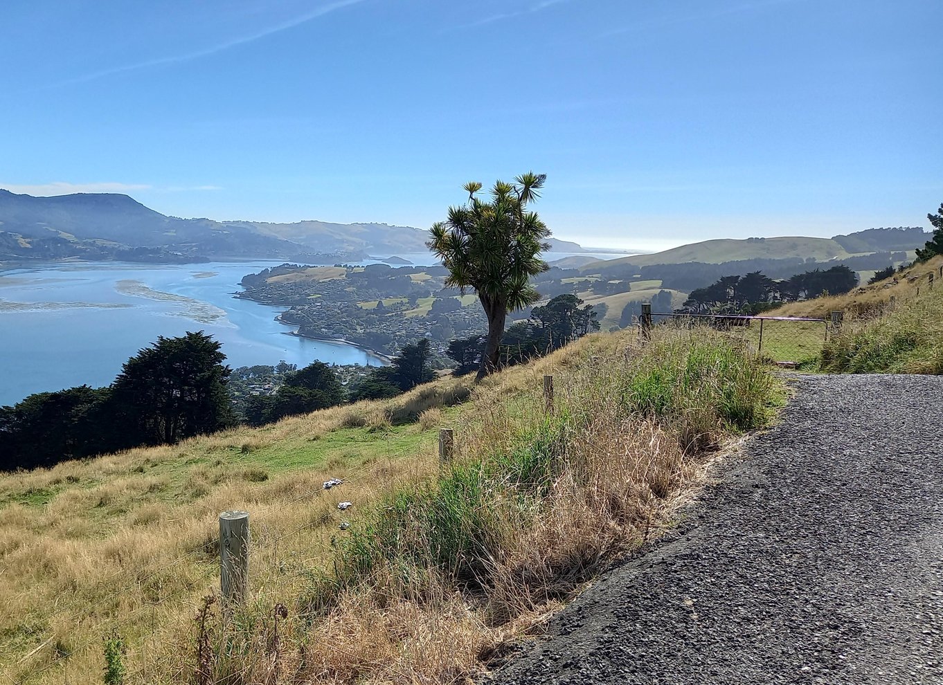 Dunedin: Otago-halvøen med guidet pingvintur