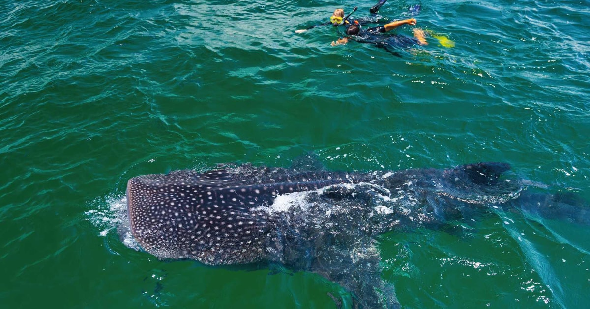 Aventura Nadando con el Tiburón Ballena con transporte desde CANCÚN ...