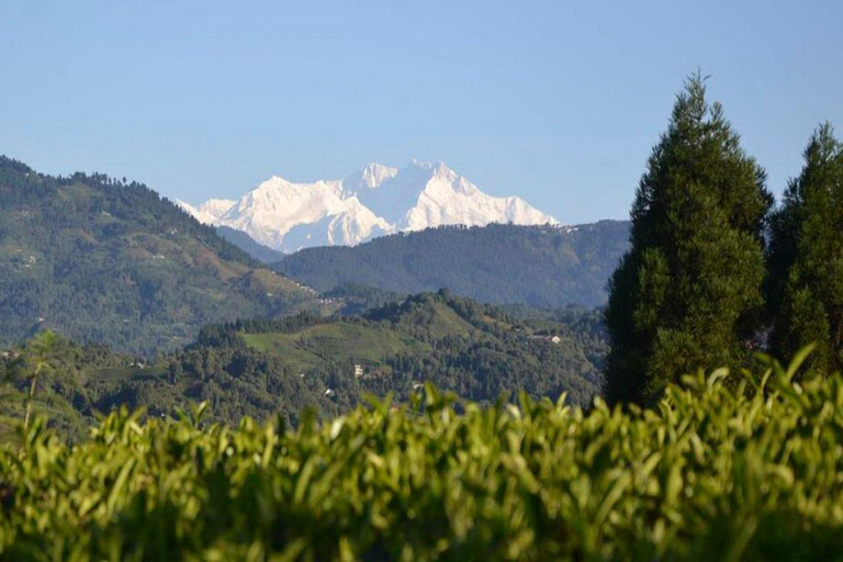 From Kathmandu: Ilam Tea Garden & Herb Discovery Tour
