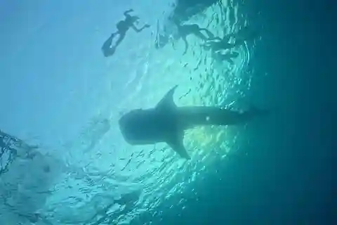 Lombok : Visite à partager avec les requins-baleines 2 jours 1 nuit Sumbawa