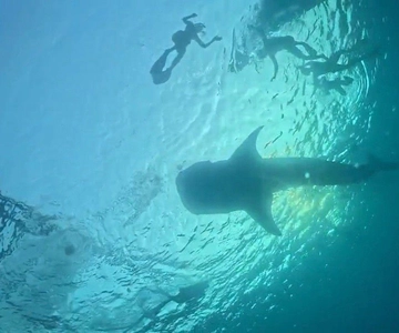 Lombok : Sharing Whale Shark Tour 2 Day 1 Night Sumbawa