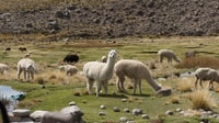 Von Arequipa, Tagesausflug nach Salinas und Aguada Blanca - Hizvo