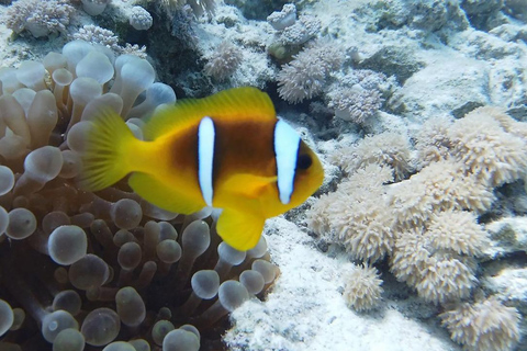 Cairo: Ain Sokhna Snorkeling cruise & optional transfer Cairo: Premium Yacht Cruise with private pickup from Cairo