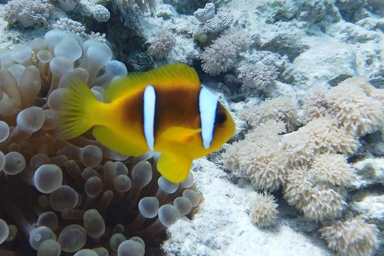 Cairo: Ain Sokhna Snorkeling cruise & optional transfer Cairo: Premium Yacht Cruise with private pickup from Cairo