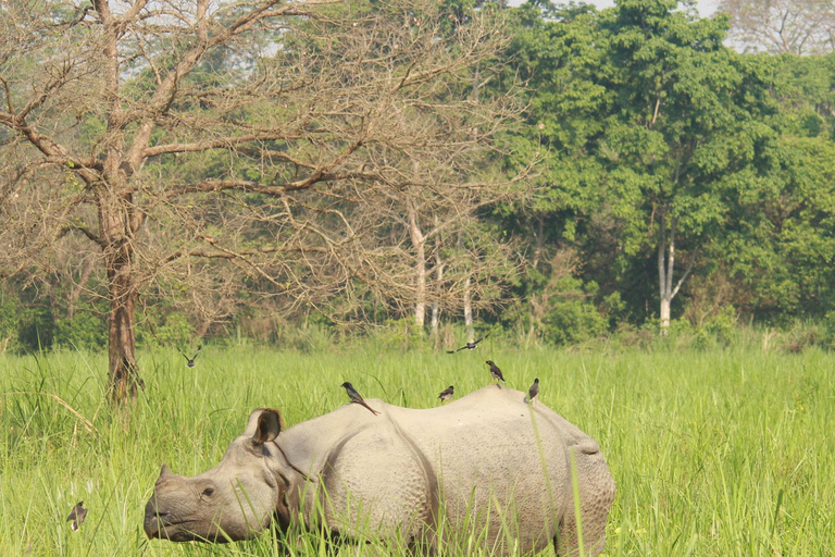Chitwan Elegance: A 3-Day Luxury Wildlife Experience