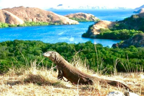 Da Bali: Tour dell&#039;Isola di Komodo di 2 giorni e 1 notte con volo