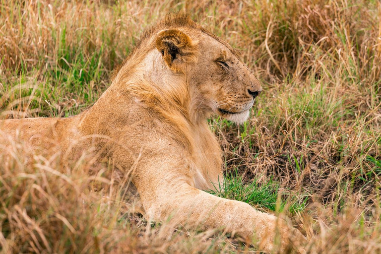 Da Nairobi: Safari di gruppo nel Maasai Mara di 3 giorni/2 nottiSafari di gruppo di 3 giorni e 2 notti e visita al villaggio Masai