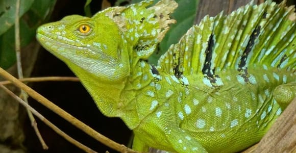 Caño Negro Wildlife Refuge Boat Tour