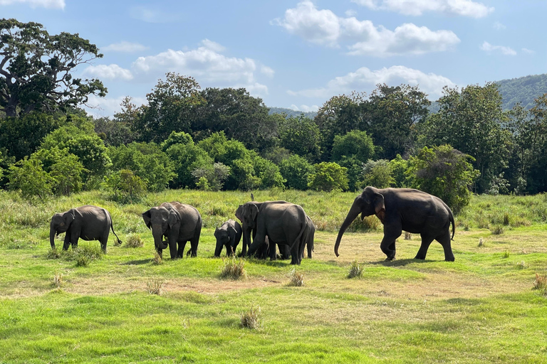 Wild Elephant Safari Tour Minneriya, Kaudulla & Hurulu ECO Start from Dambulla