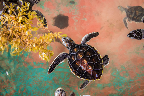 Galle: Madu River Boat Safari & Turtle Visit Experience Pickup From Colombo / Negombo Area