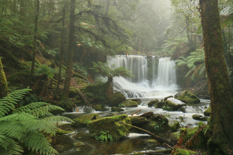 Excursion à Hobart : Parc national et faune du Mont Field