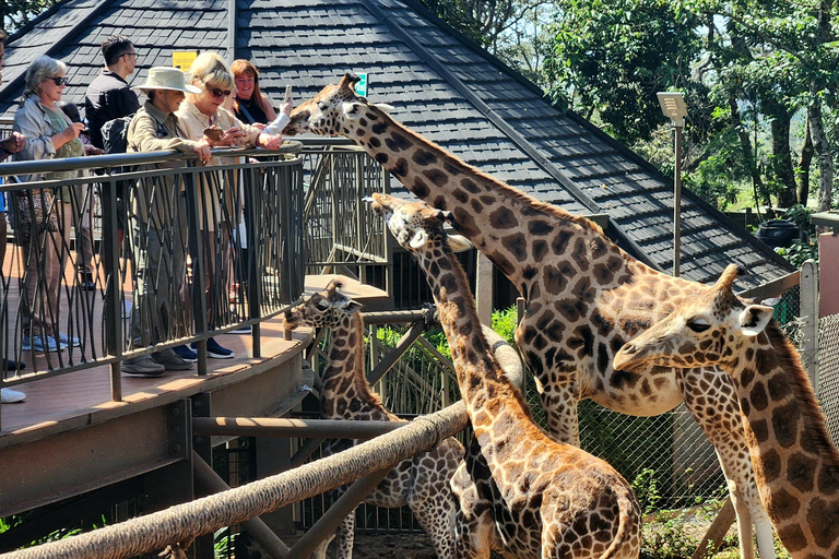 Nairobi: Elefantenwaisenhaus und Giraffenzentrum Tour