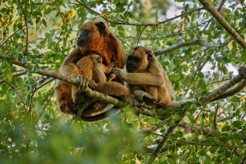 2D in Tambopata : Explore Monkey Island + Caimans