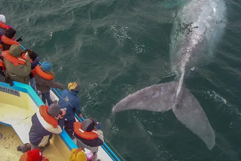 Puerto Madryn: Península Valdes with optional Whale Watching