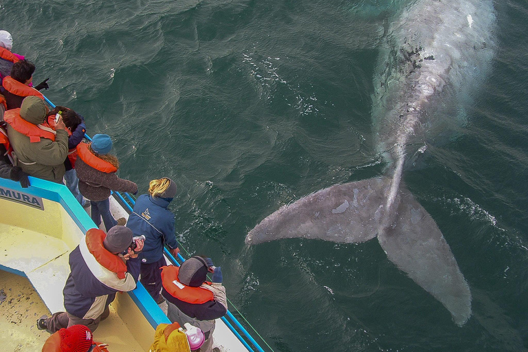 Puerto Madryn: Península Valdes with optional Whale Watching Puerto Madryn Península Valdes Simple Tour NO Whale Watching