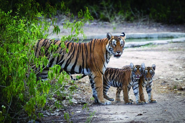 Visit Ranthambore Tiger Safari in Sawai Madhopur