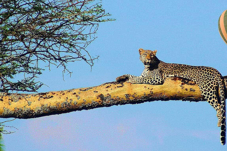 Indimenticabile safari in mongolfiera di 5 giorni nel Serengeti e nello Ngorongoro