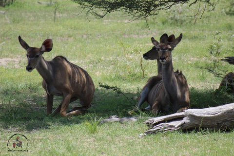 Selous : Un safari hors route d&#039;une journée au départ de Zanzibar