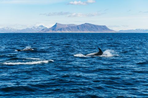 Desde Reikiavik: avistamiento de ballenas en barco RIB