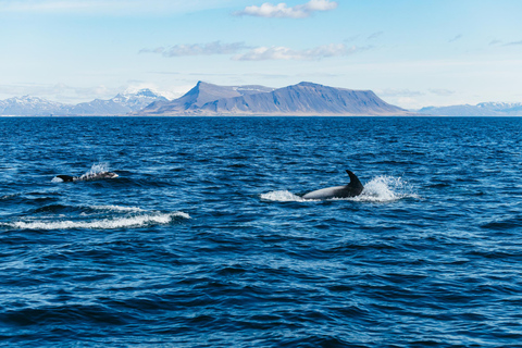 Reykjavik : Tour en bateau pour observer les baleines