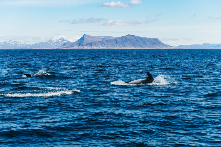 Reykjavik : Tour en bateau pour observer les baleines