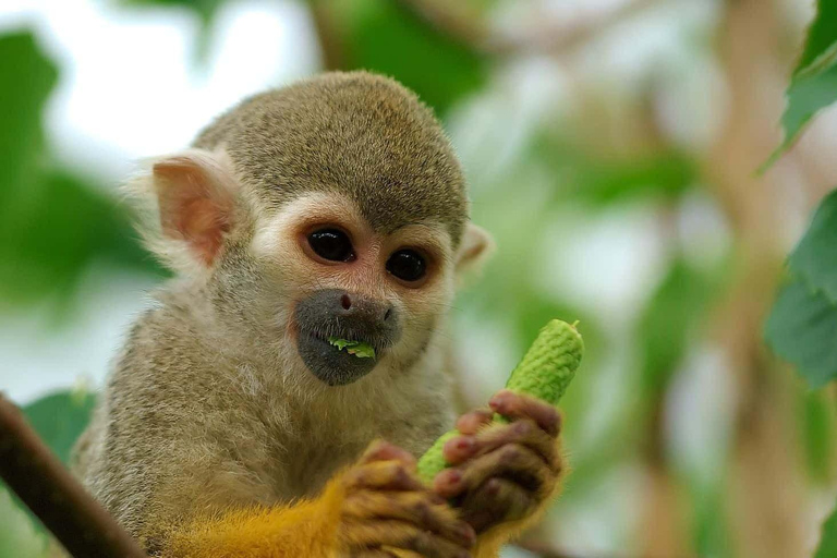 L&#039;île aux singes + Excursion à la chauve-souris