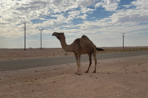 Safari dans le désert : Le désert m'appelle et je dois y répondre