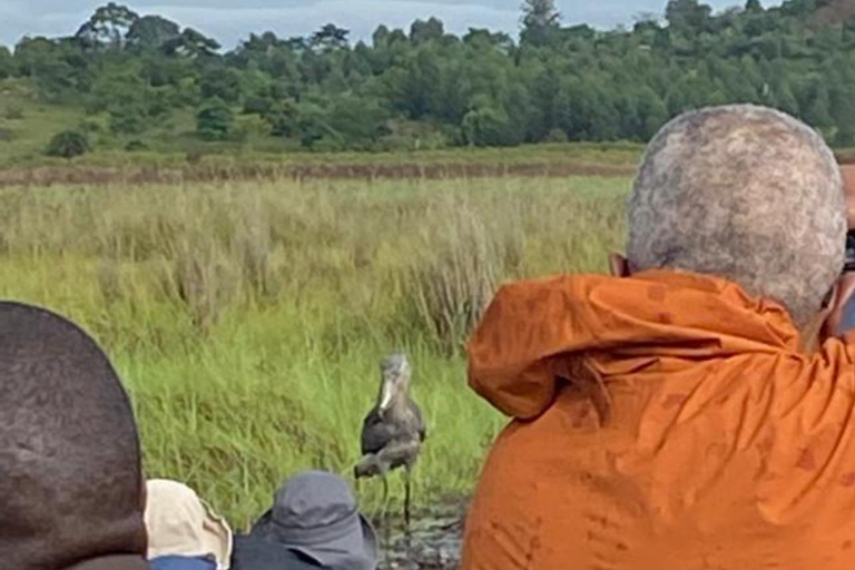 Entebbe: Private Mabamba Swamp Shoebill Birding Tour