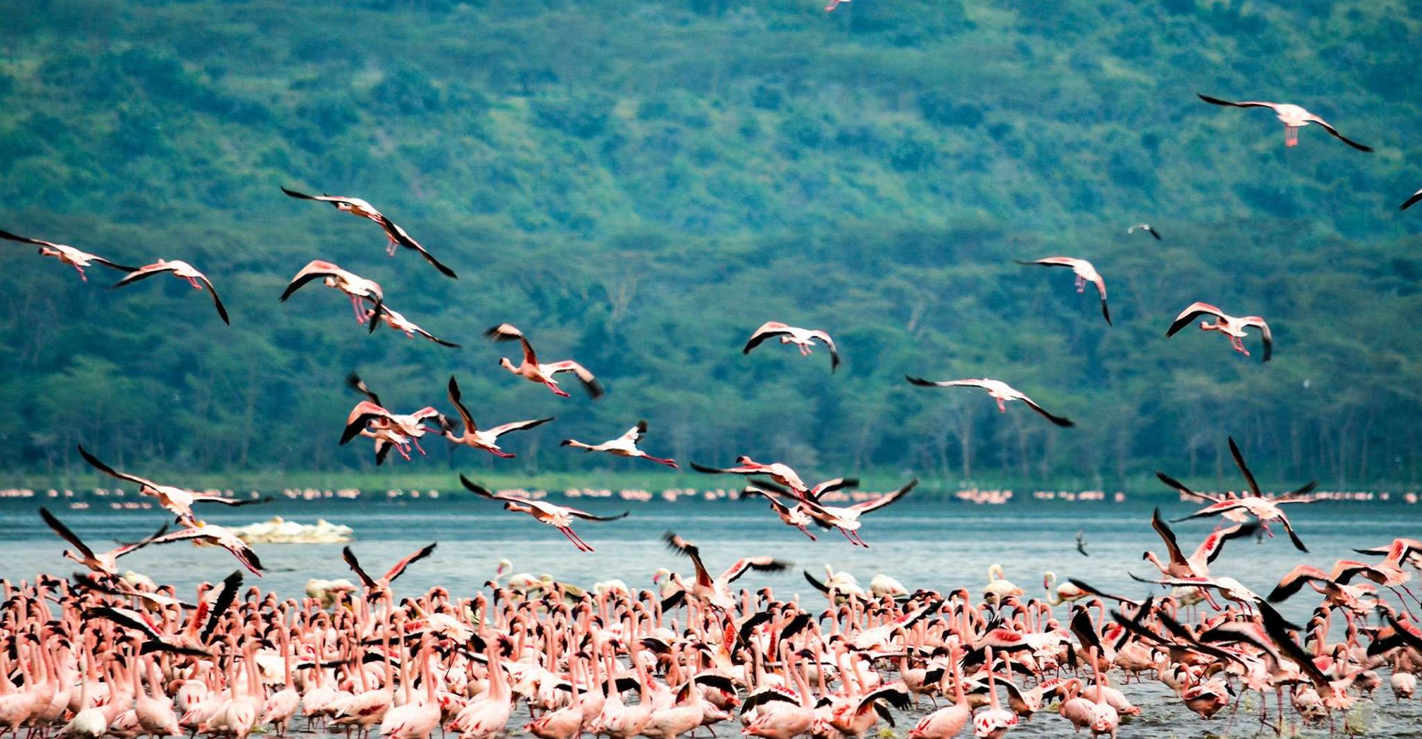 4 giorni Masai Mara & Lake Nakuru Safari - Hizvo