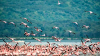 4 jours Masai Mara & Lac Nakuru Safari - Hizvo