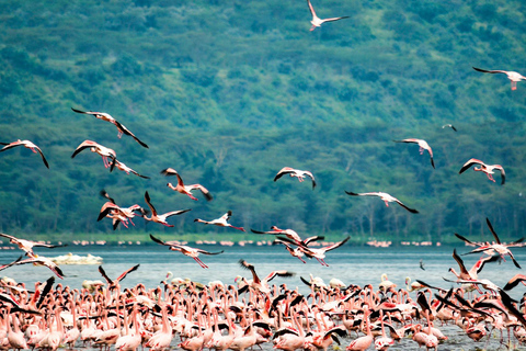 4-Day Masai Mara & Lake Nakuru Safari