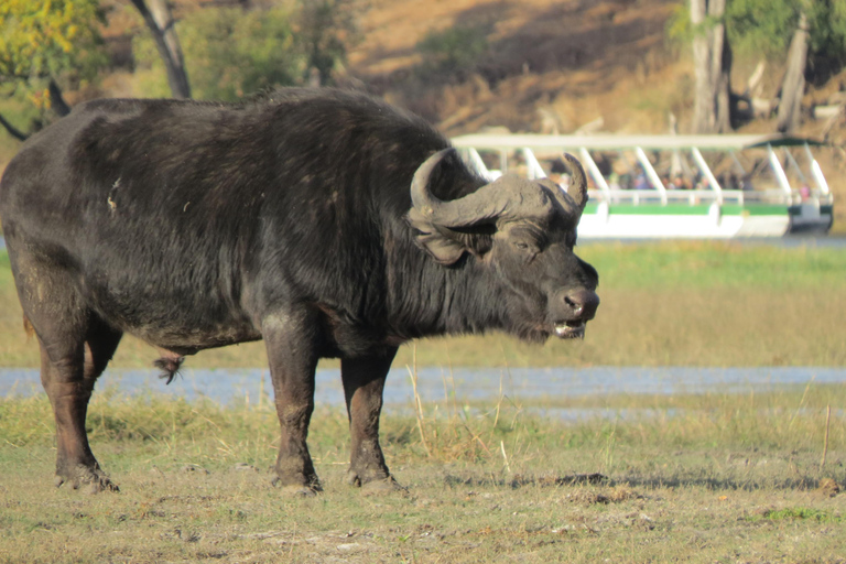 Victoria Falls & Chobe: 3-Day Safari with Cruise & Meals