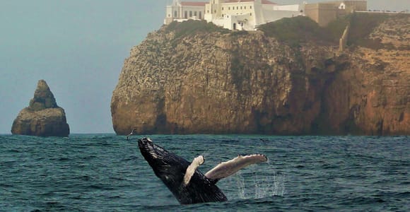Sagres Wildlife Adventure: Dolphin and Whale Watching Tour