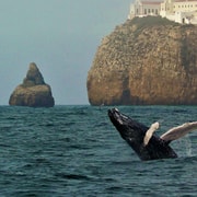 Sagres Wildlife Adventure: Dolphin and Whale Watching Tour