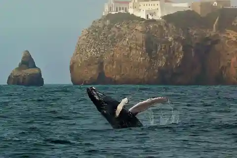 Sagres Wildlife Adventure: Dolphin and Whale Watching Tour
