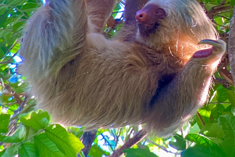 Parc Manuel Antonio : Visite guidée à pied avec un naturalisteVisite privée