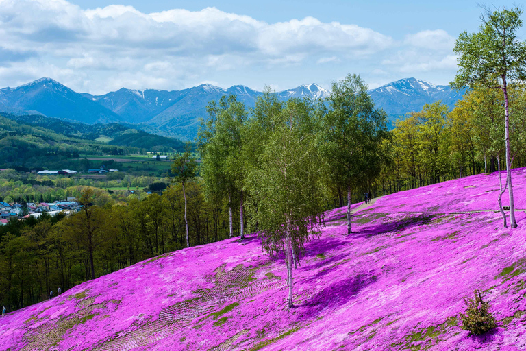 Eastern Hokkaido: Shibazakura & Tulip Park Day Tour Sapporo TV Tower Departure