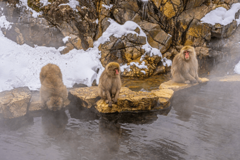 From Tokyo: Nagano, Monkeys, Zenkoji Temple Private Day Trip