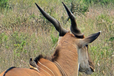 Nairobi: National Park, Karen Blixen Museum & Beads Safari