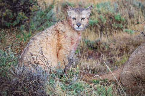 Puma Tracking (Puma spotting) - Torres del Paine Puma Tracking (Puma Sighting) - Torres del Paine