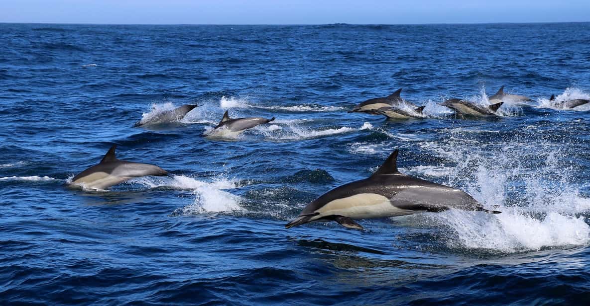 Afbeelding 2 van Gansbaai: Zee Big 5 Rondvaart