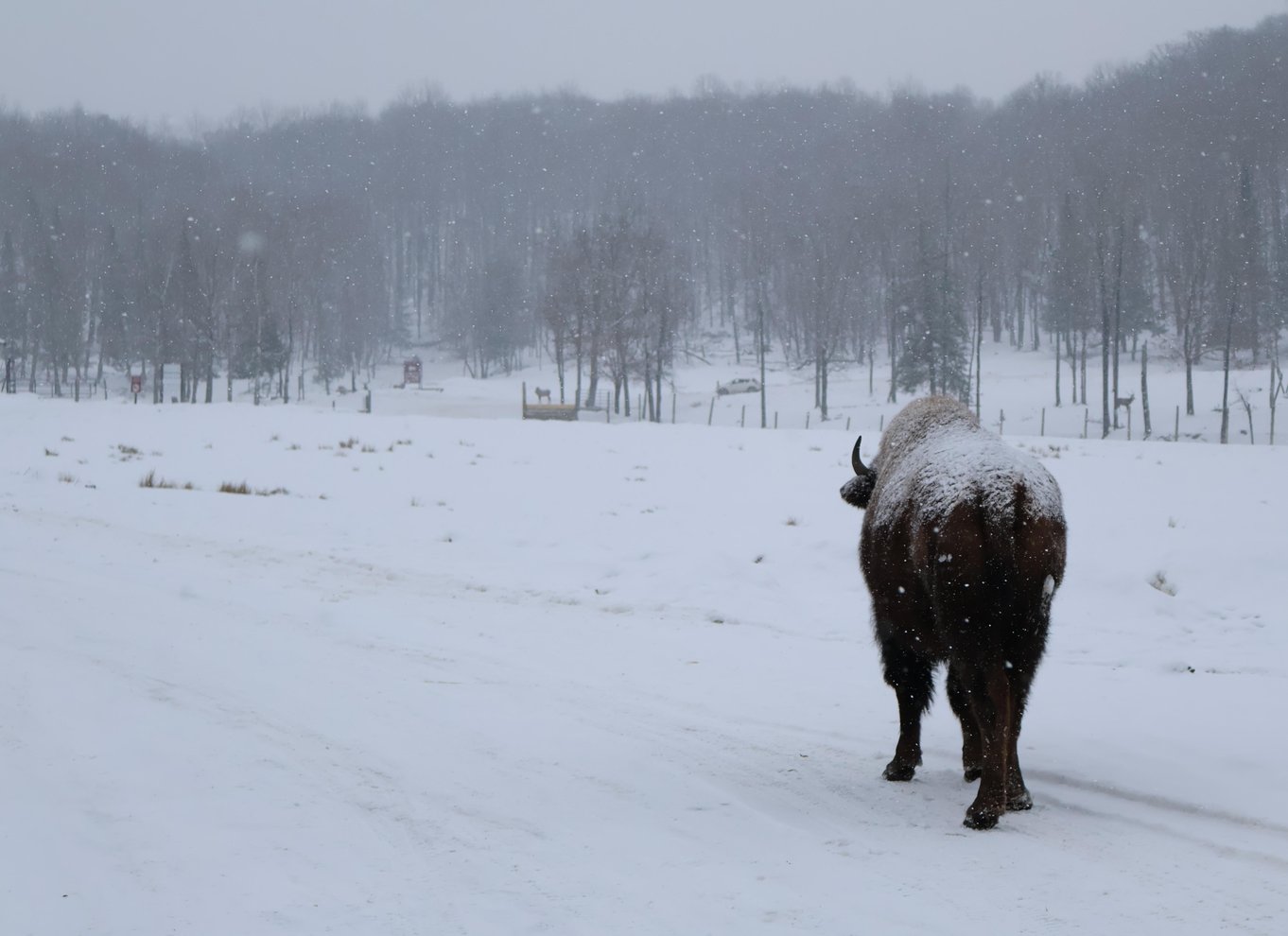 Fra Montreal: Omega Park Wildlife Safari Calling Sounds