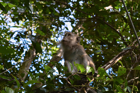 From Kuala Lumpur: Taman Negara National Park Private Tour