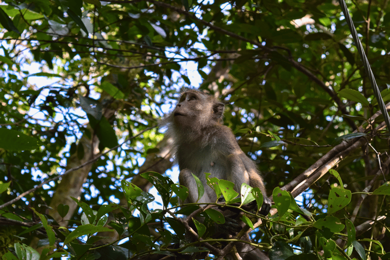 Da Kuala Lumpur: Tour privato del Parco Nazionale Taman Negara