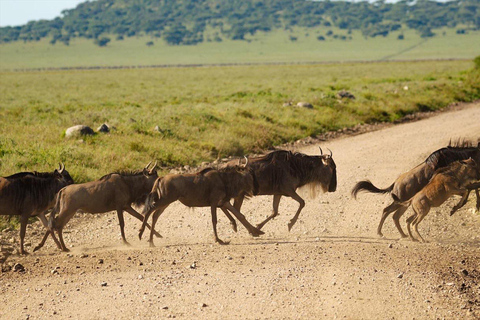 Arusha: 4-daagse safari naar Lake Manyara, Serengeti, Ngorongoro