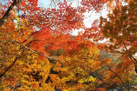 Busan: Mt. Jiri or Juwangsan Park Autumn Foliage Day Tour JIRISAN Foliage Shared Tour, Meet at Haeundae Station