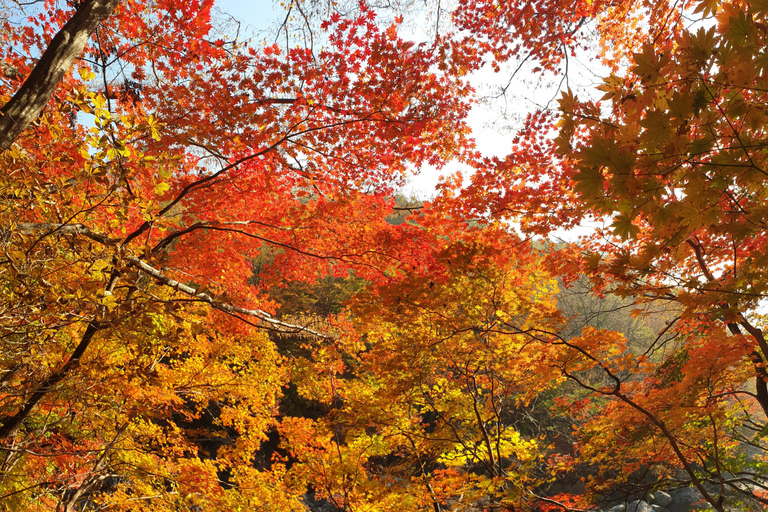 Busan: Mt. Jiri or Juwangsan Park Autumn Foliage Day Tour JIRISAN Foliage Shared Tour, Meet at Haeundae Station