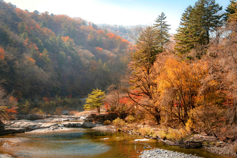 سيول: جولة يومية لمشاهدة أوراق الخريف في حديقة أودايسان أو دايدونسانجولة مشتركة لمشاهدة أوراق شجر 